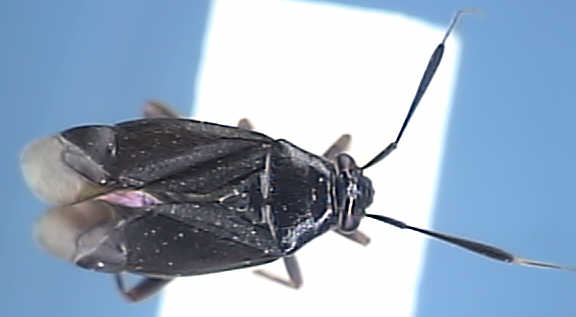 Capsus ater